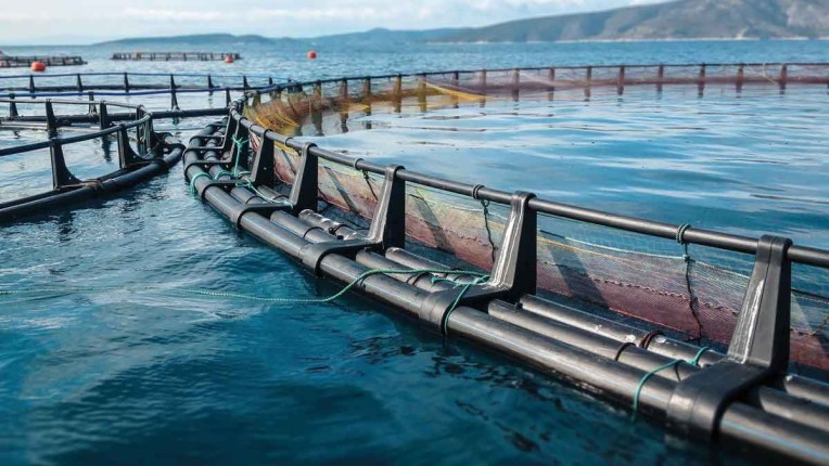 landingpagefishfarming_fishfarm_rgb_1200x675px