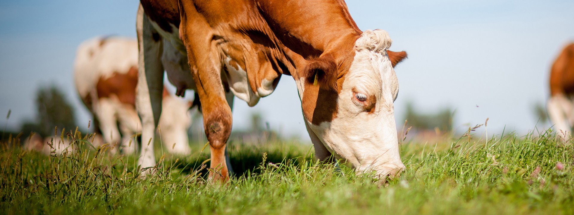 dairy_industry_1_cow_istock_93118442_1920x720px