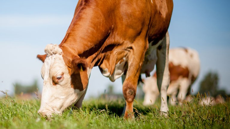 food_industry_6_cow_istock_93118442_cow_grass_767x767px