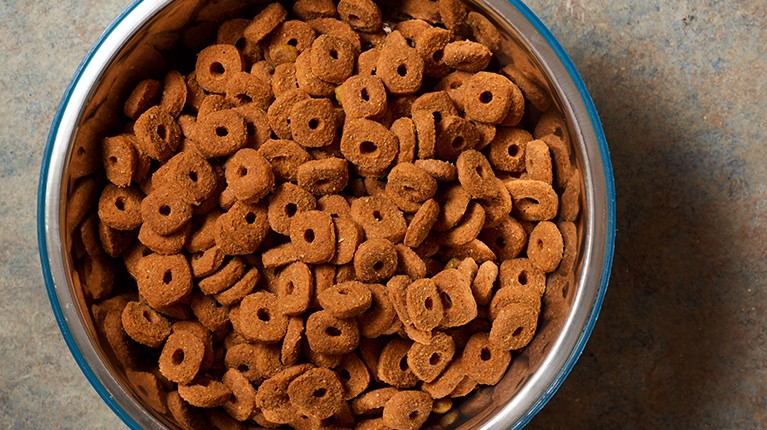 food_industry_8_pet_food_istock_1502844838_767x767px