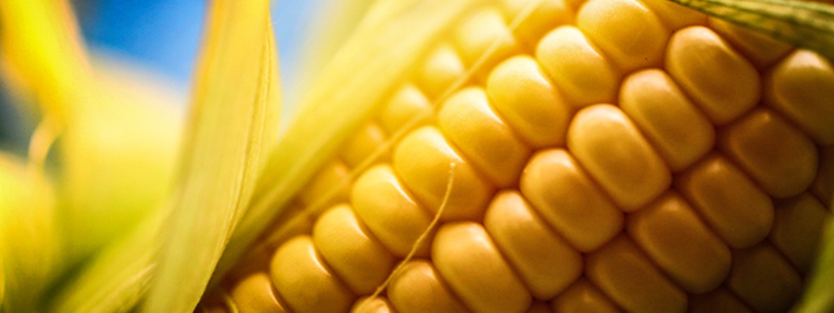 18_4_corn_gym_clothing